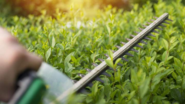 Travaux d'élagage Échenevex